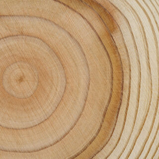 Die Charta für Holz 2.0 – Close-up eines angeschnittenen Baumstammes mit deutlich erkennbaren Altersringen.