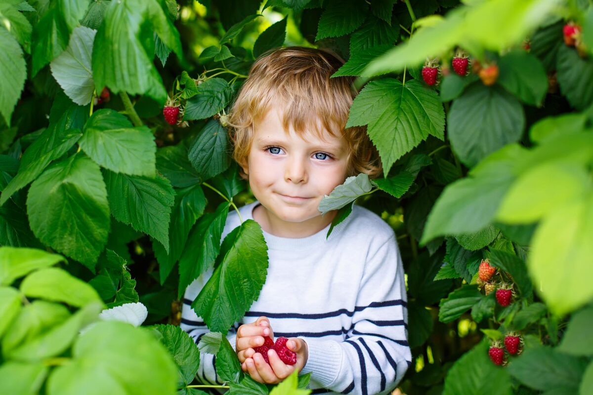 Giftpflanzen Spielplatz – Ein kleiner Junge steht in einem Strauch und hält rote Himbeeren in den Händen.