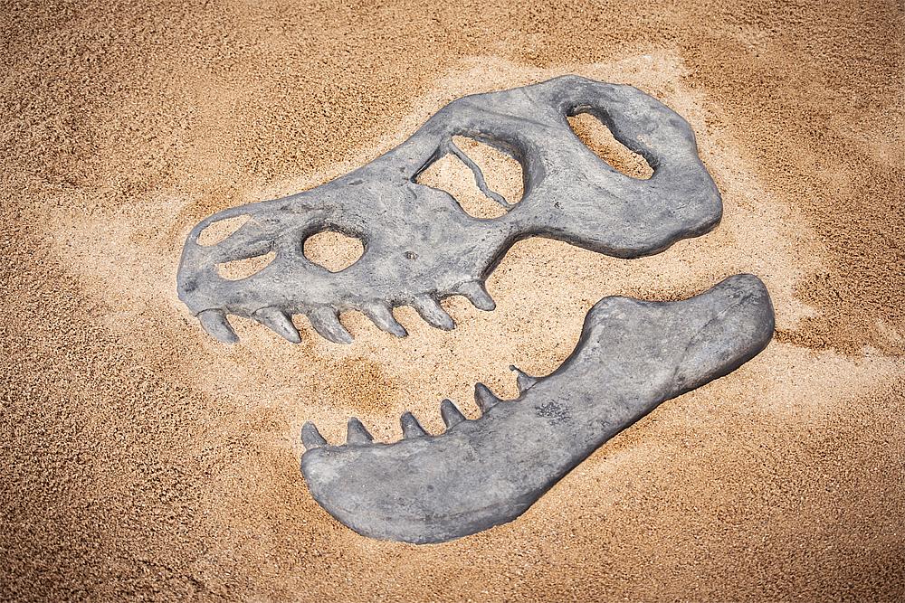 Spielplatzgestaltung – Eine Bodenplatte in Form eines Dinosauerierschädels.